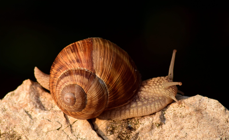 crawling, one animal, slowly, close-up, side view, macro, Snail, Close, gastropod, mollusk, black background, animal body part, Reptile, solid, animal shell