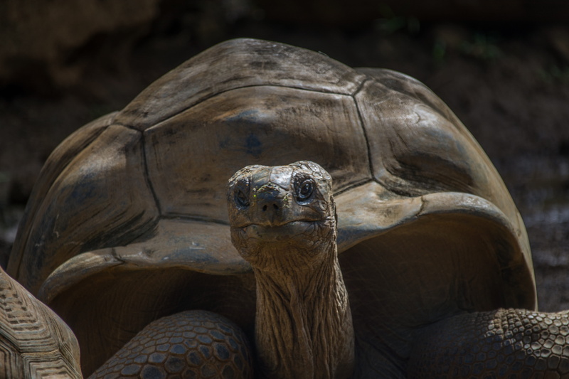 the past, sculpture, giant tortoise, animal head, nature, tortoise shell, slowly, animal, close-up, ancient, reptile, animals in the wild, tortoise, turtle