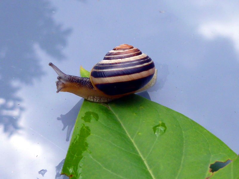 nature, outdoors, animal, sun, plant part, day, summer, animals, snail, animal shell, mollusk, gastropod, animal themes, one animal, invertebrates, animal wildlife