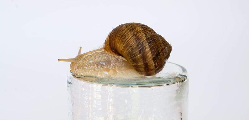 redhead, portrait, mollusk, animal, food, brown, shell, close, headshot, no people, food and drink, container, rear view, animal themes, people, close-up
