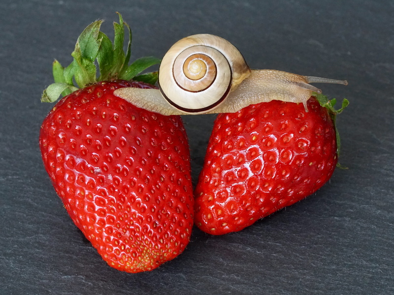 gray, healthy eating, slowly, raw food, red, wirbellos, mollusk, high angle view, probe, reptile, table, studio shot, snail shell, snail, food and drink
