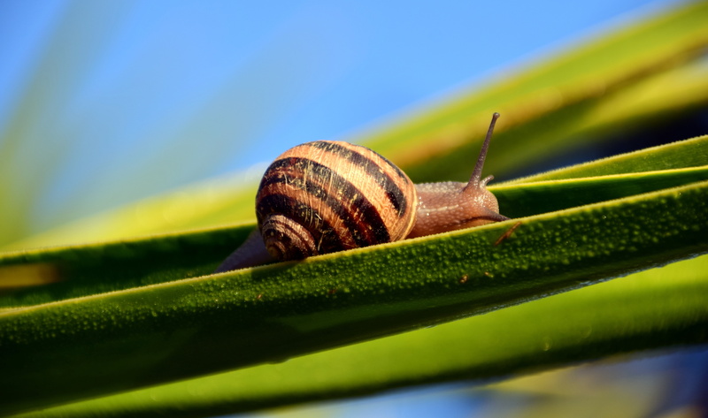 gastropod, holly, no people, close-up, green color, sunshine, animal body part, boredom, garden, brown, crawling, outdoors, photography, mediterranean