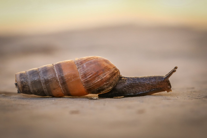 outdoors, crawling, one animal, mollusk, boredom, day, animals in the wild, 1080P, evertebrat, slowly, close-up, nature, beach, gastropod, animal shell
