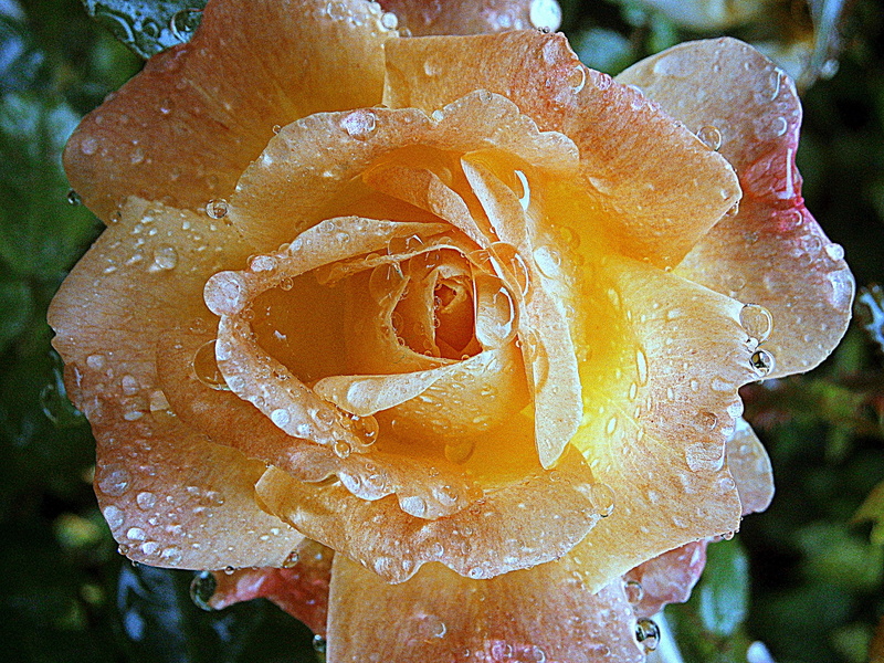 flower head, sparkle, drip, shiny, drop, mothers day, rose bloom, petal, outdoors, color, yellow, romantic, love, rose, droplets, yellow orange, water