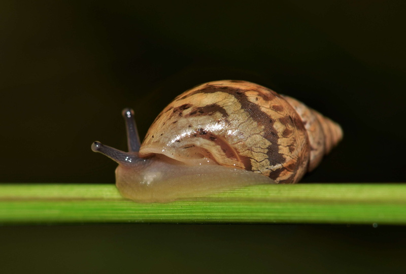 slimy, shell, night, grass, animal body part, animal wildlife, invertebrate, close up, nature, land snail, green, black background, macro, close-up, cone