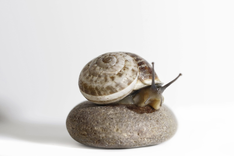 animal antenna, slimy, no people, animals in the wild, boredom, snail, one animal, macro, invertebrate, slow, crawling, white background, gastropod, brow