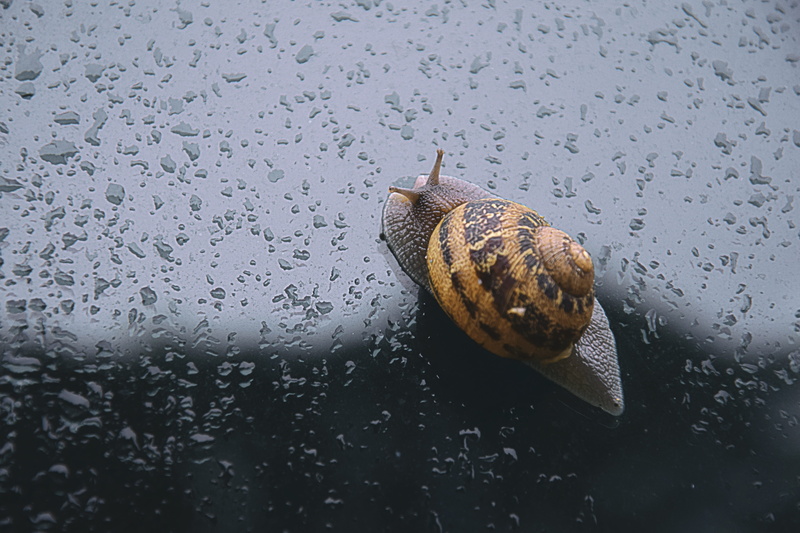 drop, Spring, monsoon, gastropod, one animal, slow, Snail, crawling, Rain, animal themes, animal, no people, 5K, mollusk, water, slimy, animals in the wild