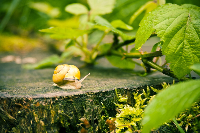 shell, close-up, food, 1080P, reptile, gastropod, one animal, plant, yellow, photo, selective focus, snail, invertebrate, housing, summer, green, animal