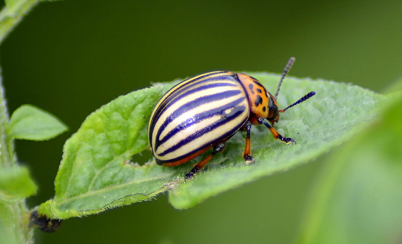 probe, legs, one animal, selective focus, colorful, green color, day, striped, potato beetle, plant part, beautiful, head, insect, animal, no people, leaf