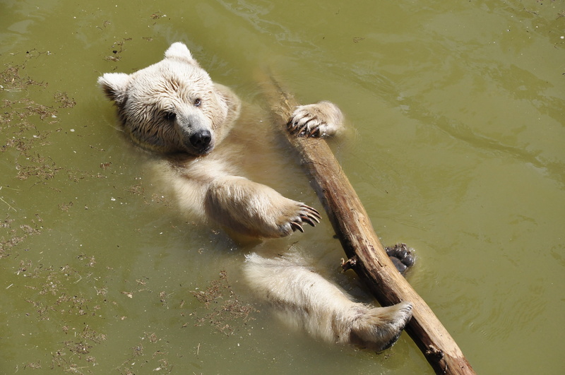 outdoors, mammal, animal world, animal themes, teddy, group of animals, animals in the wild, river, trunk, sea, waters, high angle view, cool down, 4K
