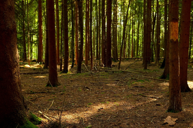 tranquility, Landscape, non-Urban Scene, bark, landscapes, day, recovery, environment, forest floor, plant, adventure, air, light, green, moss, Away, tree