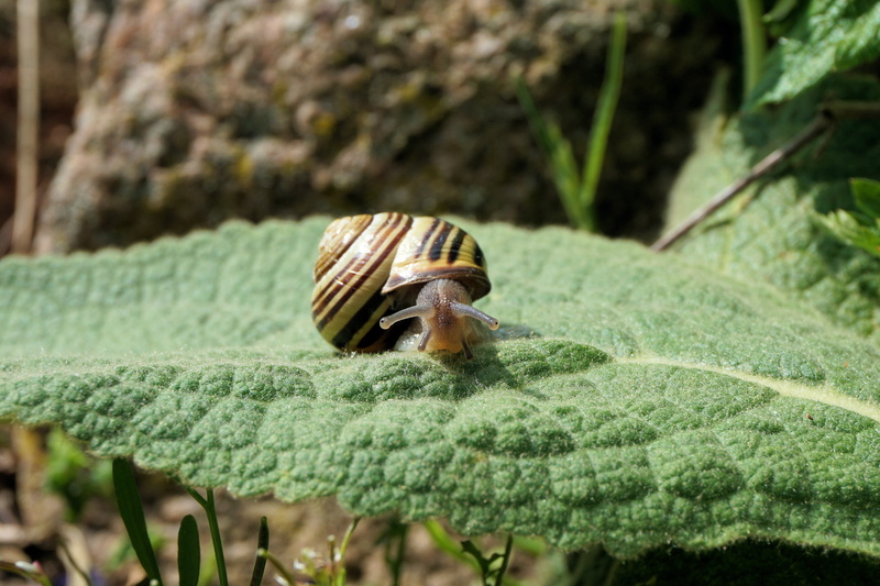 wildlife, mollusk, garden, snail, plant part, leaf, no people, outdoors, pest, animal shell, 4K, shell, day, move, animals in the wild, insect, animal themes