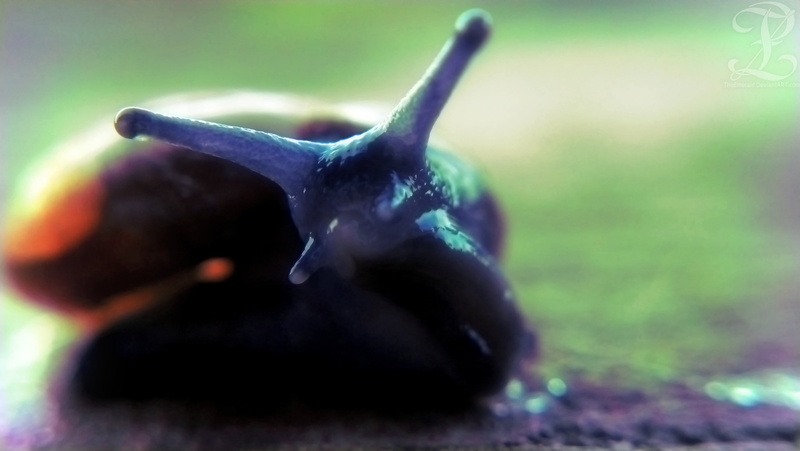 animals, macro, 2K, snail