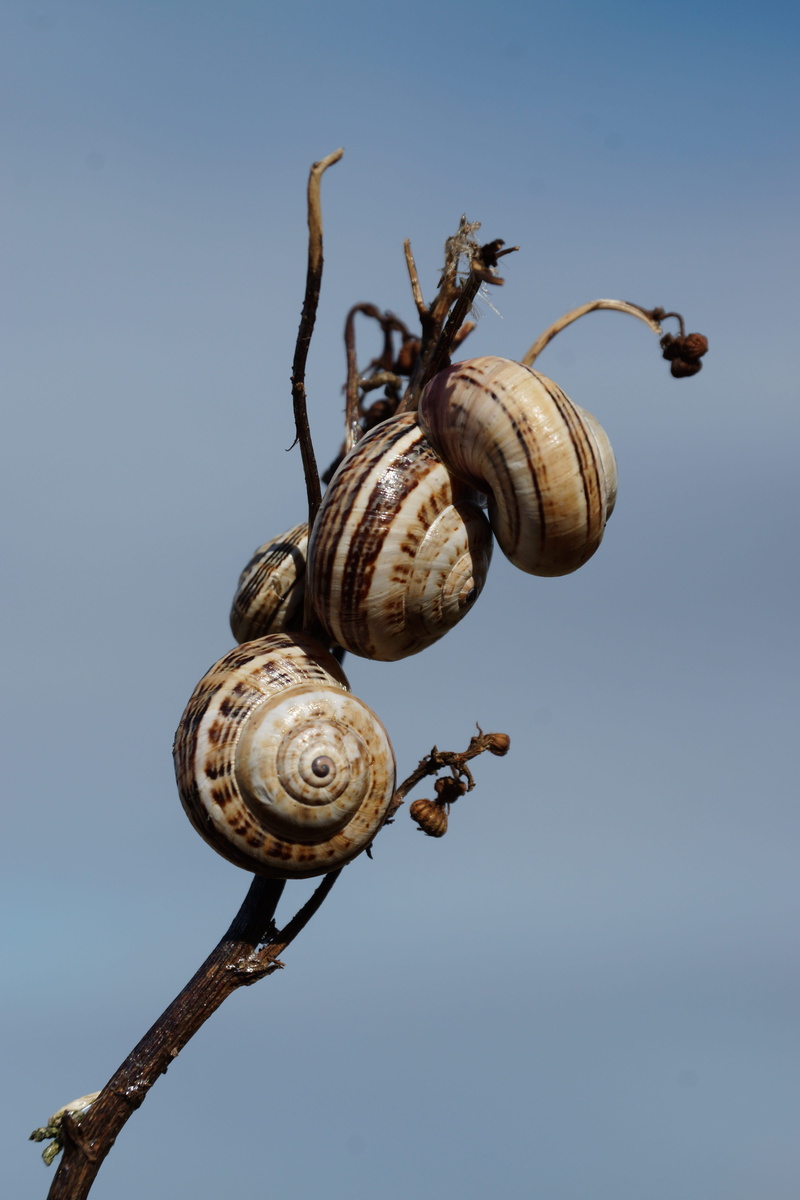 animals in the wild, day, one animal, clear sky, Shell, animal, animal themes, nature, no people, close-up, 5K, animal shell, animal wildlife, group of animals
