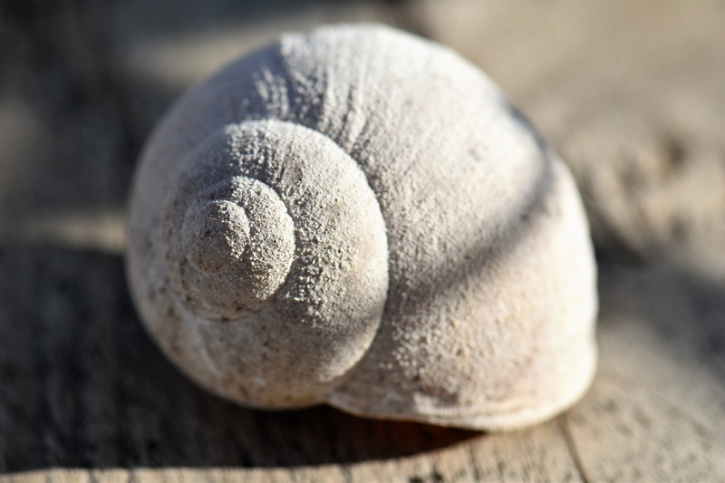 shell, still life, close-up, zen-like, selective focus, decoration, rock snail, macro, sport, day, sports equipment, background, studio shot, sphere, textured