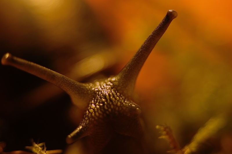 biology, spiral, invertebrate, nature, single object, mollusk, gastropod, animal antenna, snail, close-up, business, slowly, extreme close-up, animal body part