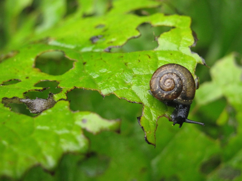 wildlife, snail eating plant, close-up, animals in the wild, insect, shell, macro, mollusk, arianta arbustorum, gastropod, crawling, brown conch, summer