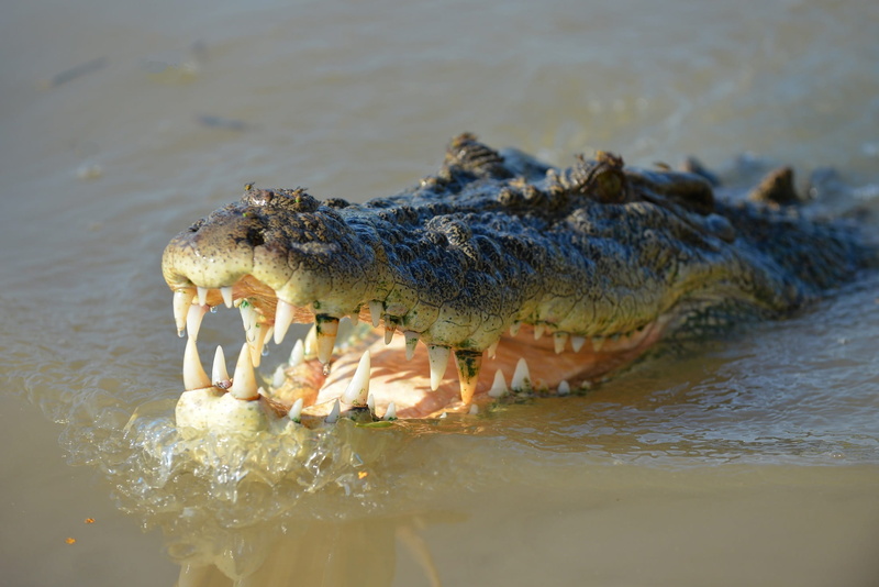 one animal, animal, aggression, lizard, animal wildlife, saltwater, outdoors, profile view, animal head, crocodile, animal mouth, croc, no people, warning sign