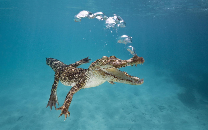 croc, 1080P, underwater, funny, crocodile, bubbles