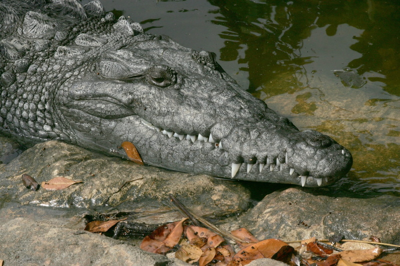 rock, day, animal body part, lizard, alligator, reptile, vertebrate, saltwater, animal wildlife, animal themes, animal, water, 1080P, jungle, nature, animals in the wild