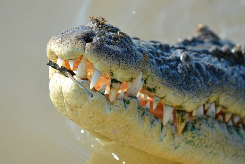 close-up, animal wildlife, animal teeth, 1080P, animals in the wild, close up, head, marine, teeth, wildlife, water, lake, no people, close, animal head