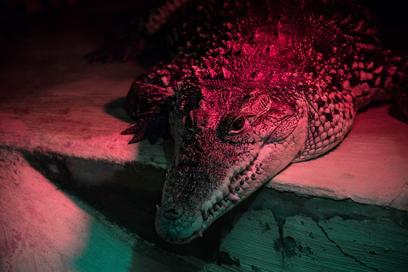 alligator, one animal, white, animal wildlife, animal body part, indoors, animals in the wild, close-up, croc, animal scale, gray, surface, reptile, red