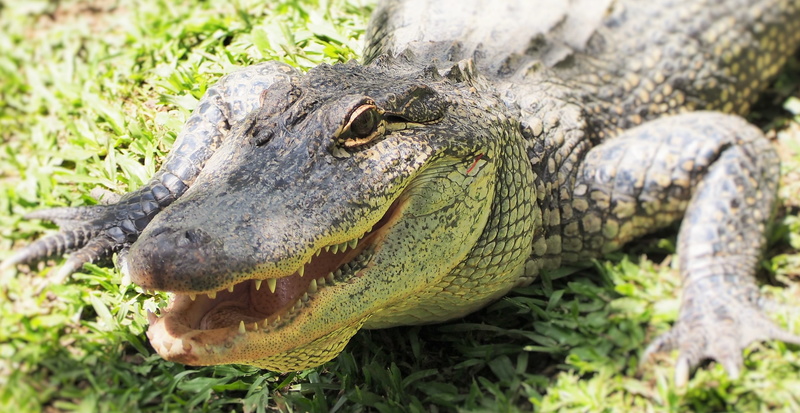 plant, nature, one animal, crocodile, animal mouth, zoo, mouth open, australia, animal teeth, animal body part, close-up, warning sign, eye, animal head