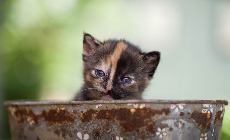 Taz, kitty, baby, 1080P, look, background, muzzle