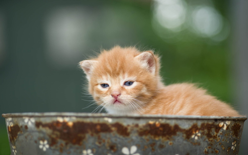 kitty, Taz, 1080P, baby, look, red, muzzle, background