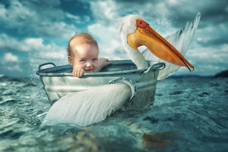 Pelican, Taz, sea, child, 1080P, bird