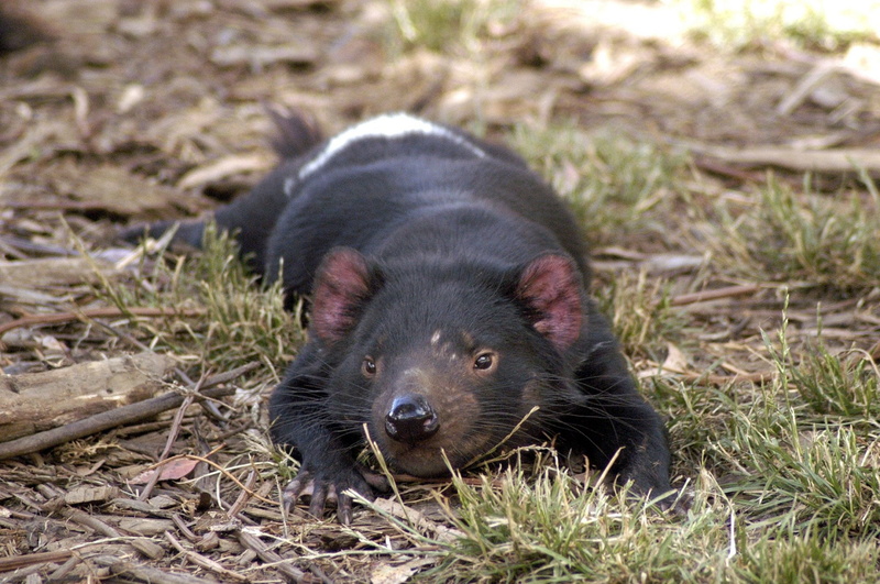 nature, black Color, large, animal, day, small animal, animal themes, wildlife, forest, whisker, tasmanian devil, field, vertebrate, focus on foreground
