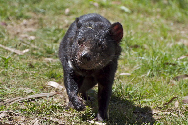 focus on foreground, small, walking, mammal, carnivore, young Animal, black, large, animal wildlife, day, land, animal, forest, one Animal, tasmanian devil