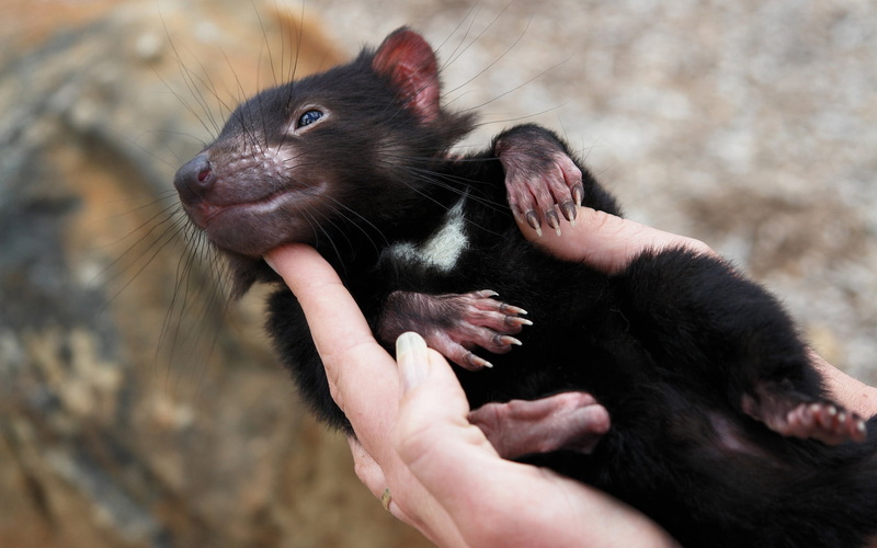 animal head, focus on foreground, animal Nose, rodent, animal body part, 720P, domestic, animals And Pets, day, tasmanian devil, brown, black, cute, marsupial