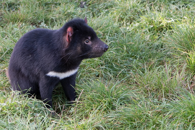 Tasmanian Devil, Marsupial, carnivore, side view, animals in the wild, outdoors, black color, tasmania, looking away, grass, endangered, mammal, nature