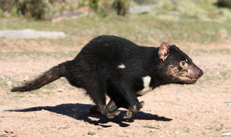 Animal, Devil, 1080P, Tasmanian Devil