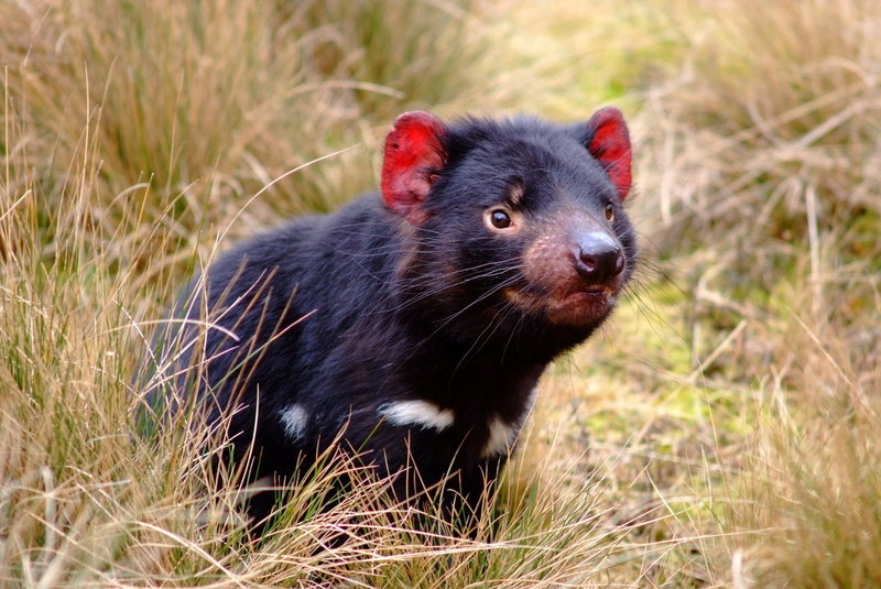 1080P, Animal, Devil, Tasmanian Devil