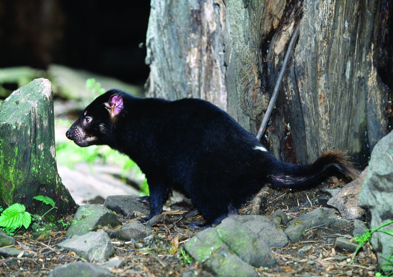 devil, tree, mammal, cute, no people, plant, rock, tasmanian, zoo, 4K, grass, wildlife, solid, outdoors, small, tasmanian devil, side view, vertebrate