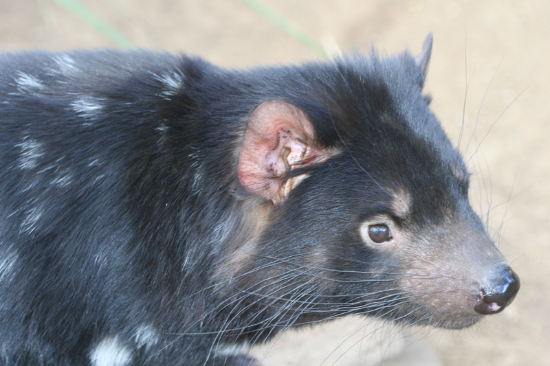 tasmanian devil, profile view, face, 2K