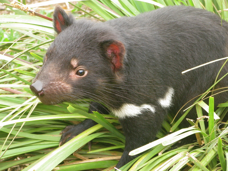 animals in the wild, small, animal body part, animal, bamboo - plant, gray, land, day, outdoors, rodent, whisker, tasmanian devil, 4K, one Animal, plant part