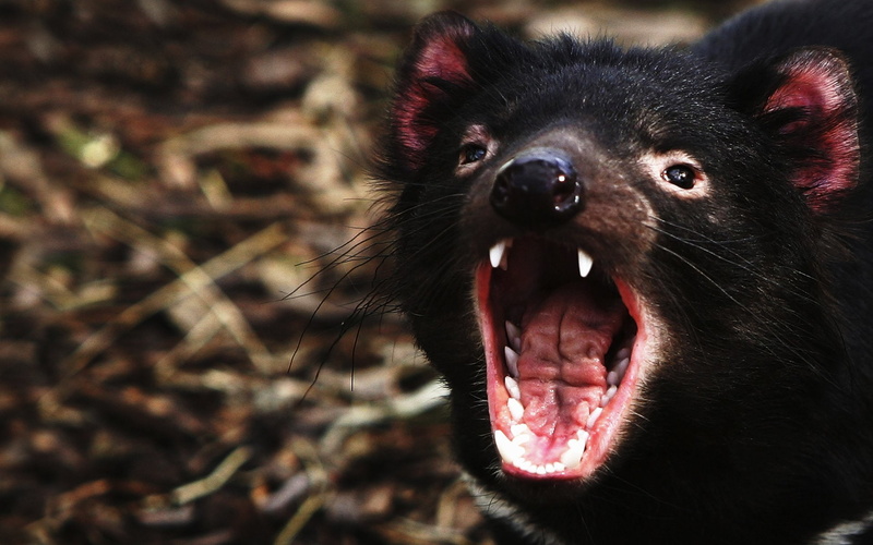 1080P, Animal, Tasmanian Devil