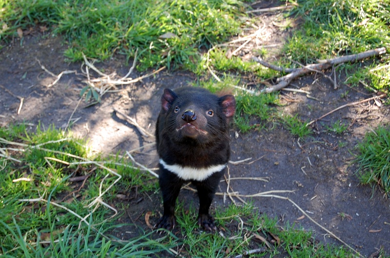 no people, animals in the wild, tasmanian, looking at camera, endangered, one animal, day, outdoors, animal wildlife, tasmania, field, primate, plant, nature