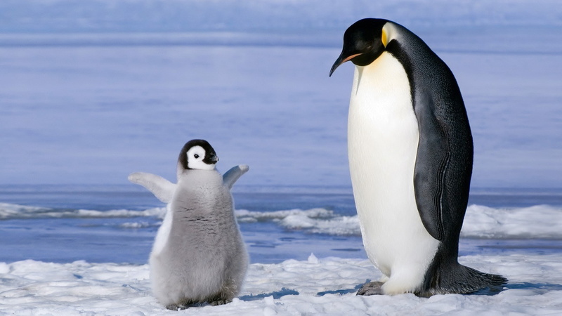  nature, ice, penguin, baby, cute, animal, 1080P