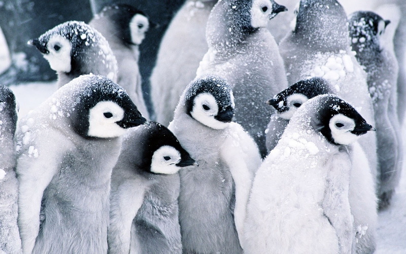 christmas, penguin, cute, baby, ice, 720P