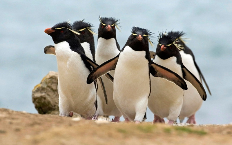 christmas, 720P, ice, baby, cute, penguin