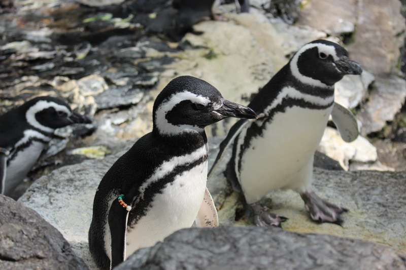 nature, bird, water, animal, polar, animal family, animals, vertebrate, full length, outdoors, 5K, penguin, group, animals in the wild, wild, animal wildlife