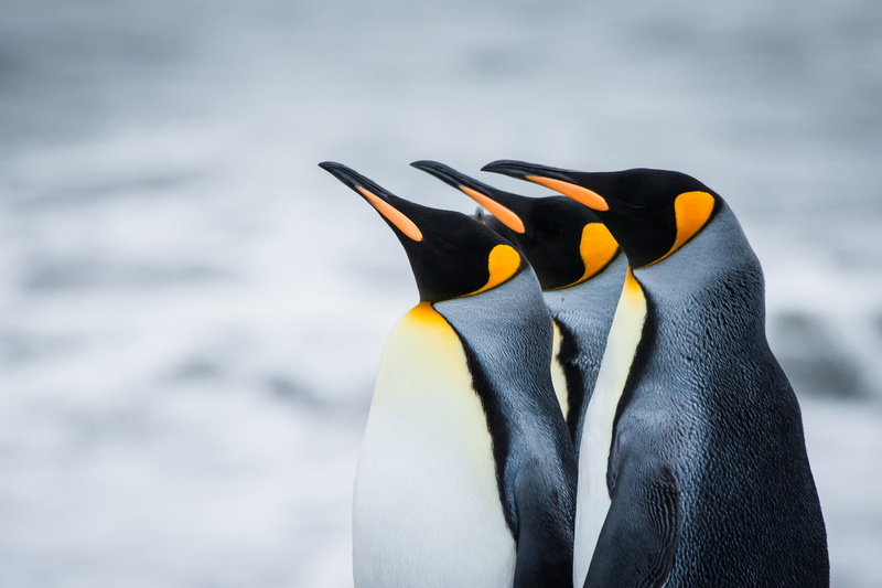 christmas, cute, 1080P, ice, baby, penguin