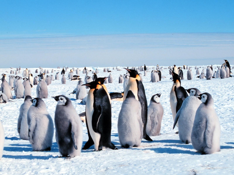 720P, penguin, ice, christmas, baby, cute