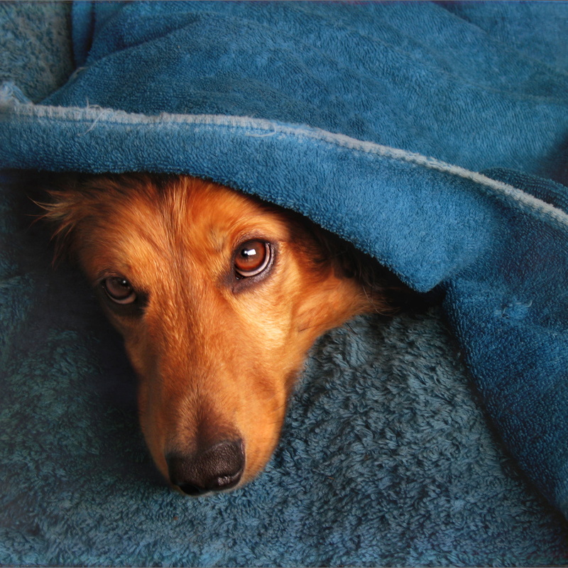 snuggle, pets, canine, red, long, animal, dog, the little dog laughed, blanket, wrap, Wet dog, Lucky, red long, 1080P, Dachshund, coated, cute, lying
