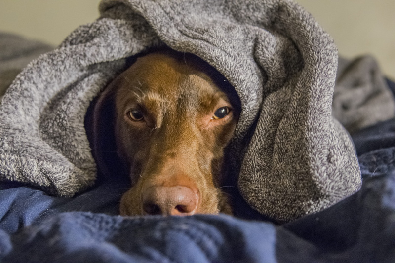 towel, wrapped in a blanket, domestic animals, looking at camera, labrador, blue, betime, bath towel, portrait, face, blanket, animal body part, gray, brown
