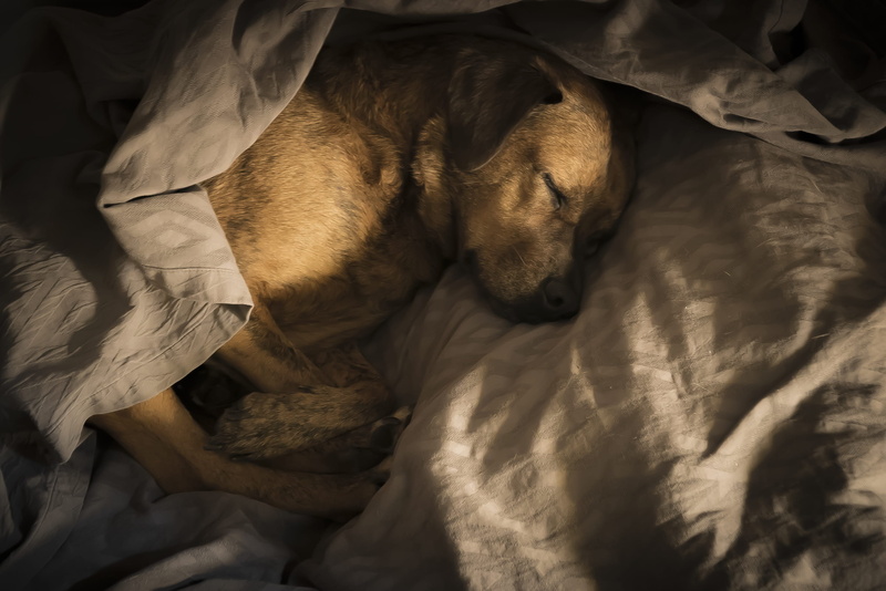 dog, coated, no people, couch, canine, pets, beagle, duvet, clothing, brown, hound, short, eyes closed, puppy, wrapped, blanket, vertebrate, cozy, domestic